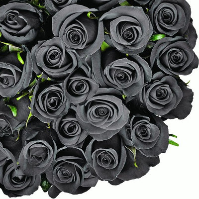 Natural Fresh Flowers - Tinted Black Roses, 20