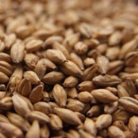 Simpsons Finest Golden Promise Brewing Malt - 1 lb.