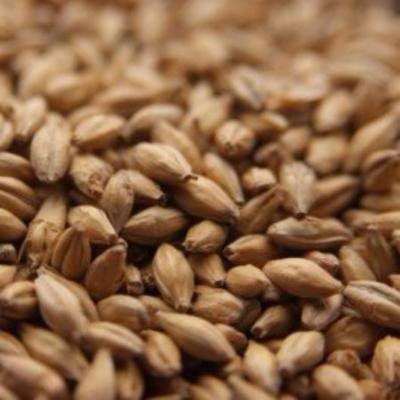 Simpsons Finest Golden Promise Brewing Malt - 1 lb.