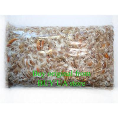 100 g Live Morels Morchella Mycelium Seeds Spores Grow Garden Mushrooms