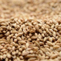 Dingemans Aromatic Kiln Crushed Malt - 10 lb. Bag