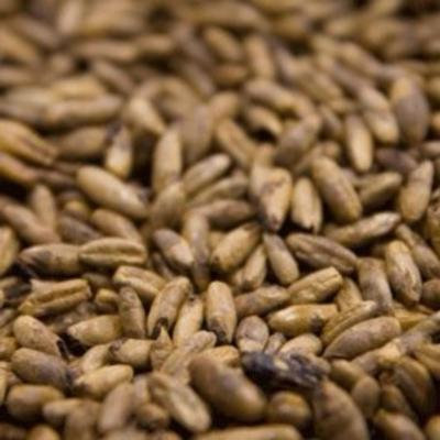 Weyermann CARARYE Crushed Malt - 1 lb. Bag