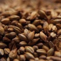 Chateau (Castle) Special B Uncrushed Malt - 10 lb. Bag