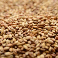 Briess 2-Row Caramel 10L Uncrushed Malt - 5 lb. Bag