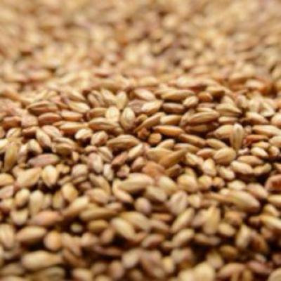 Briess 2-Row Caramel 10L Uncrushed Malt - 5 lb. Bag