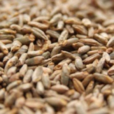 Weyermann Pale Rye Uncrushed Malt - 10 lb. Bag