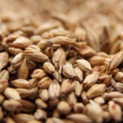 Weyermann CARAAMBER Uncrushed Malt - 10 lb. Bag