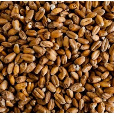 Briess Raw White Wheat Malt - 5 LB, Uncrushed
