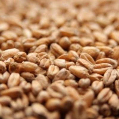 Weyermann Oak Smoked Wheat Malt - 5 LB, Crushed