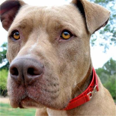 Diva-Dog DD298 Double D Collar - Medium