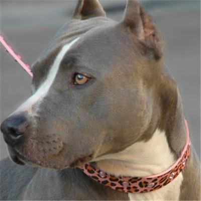 Diva-Dog DD600 Pink Panther Collar - XXSmall
