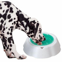 Stay Cool Pet Water Bowl