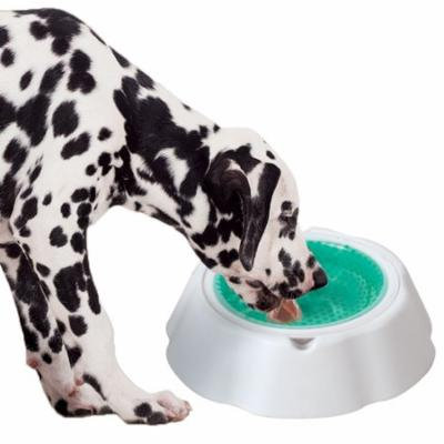Stay Cool Pet Water Bowl