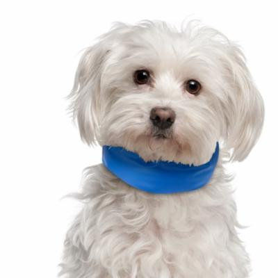 Cooling Pet Dog Collar Up to 11 inches Blue