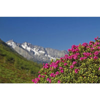 REFRESHING TONER 200ml 6.7Fl. Oz.SWISS ALPINE STEM CELLS COSMETICS EDELWEISS AND ALPINE ROSE certified organic