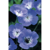 Van Zyverden Longest Blooming Hardy Geranium Rozanne Root Set