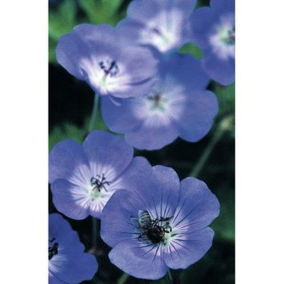 Van Zyverden Longest Blooming Hardy Geranium Rozanne Root Set