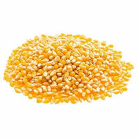 Organic Super Sweet Corn by Food to Live (Freze-Dried Kernels, Non-GMO, Raw, Healthy Snack, Bulk, Grown in the USA) (25 Pounds)