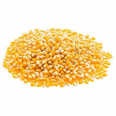Organic Super Sweet Corn by Food to Live (Freze-Dried Kernels, Non-GMO, Raw, Healthy Snack, Bulk, Grown in the USA) (25 Pounds)