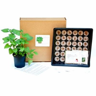 Tea Herb DIY Starter Growing Kit - Learn how to grow home grown tea herbs