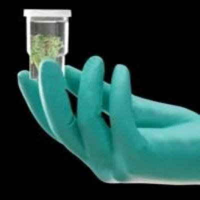 Ansell NeoTouch ® Neoprene Powder-Free Disposable Gloves - Small - 25-101-S