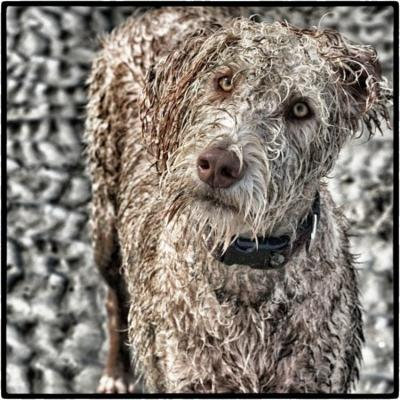 Animal Labradoodle Dog Pet Dogluvs Poster Print 24 x 36
