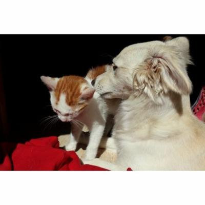 LAMINATED POSTER Cat And Dog Kitten Cute Together Close Cat Dog Poster Print 24 x 36