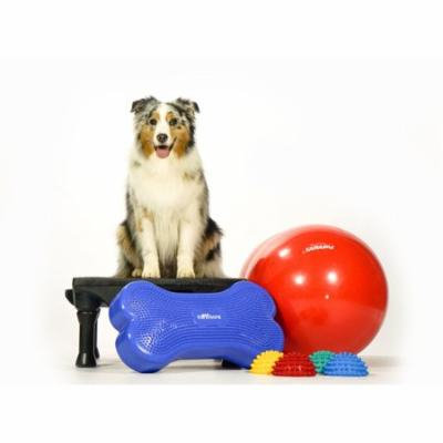 FitPAWS CanineGym in a Box 2016