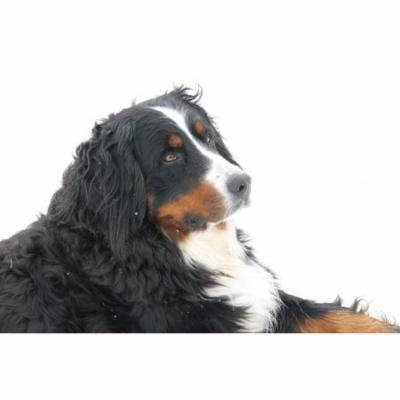LAMINATED POSTER View Animals Dog Pet Poster Print 24 x 36