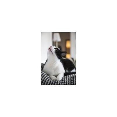 LAMINATED POSTER Cute Feline Animal Pet Domestic Cat Kitten Poster Print 24 x 36