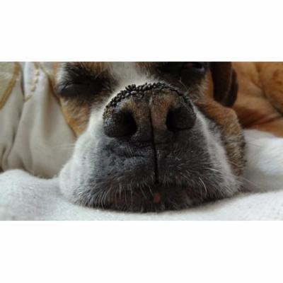 LAMINATED POSTER Domestic Animals Look Dog Animal Boxer Pet Poster Print 24 x 36