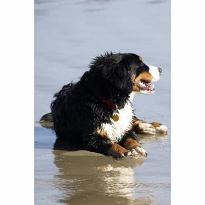 LAMINATED POSTER Bernese Mountain Dog Canine Animal Pet Friend Dog Poster Print 24 x 36