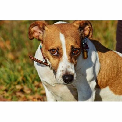 Laminated Poster Jack Russell Terrier Cute Animal Dog Pet Snout Poster Print 24 x 36