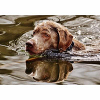 LAMINATED POSTER Water Dog Swim Funny Animal Pet Cute Wet Poster Print 24 x 36