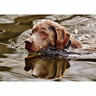 LAMINATED POSTER Water Dog Swim Funny Animal Pet Cute Wet Poster Print 24 x 36