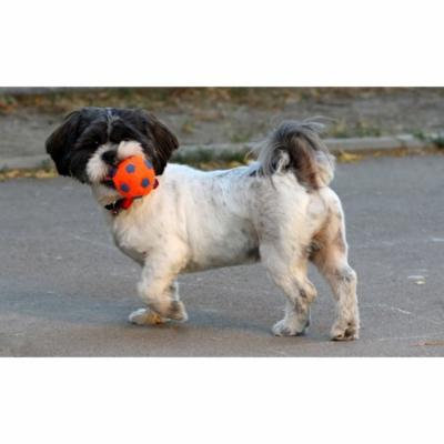 LAMINATED POSTER Play Black Pet Cute Dog Ball White Poster Print 24 x 36