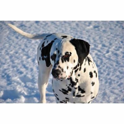 LAMINATED POSTER Domestic Animal Canine Pet Dog Dalmatian Snow Poster Print 24 x 36