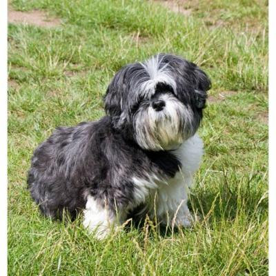 LAMINATED POSTER Animal Dog Cute Pet Sitting Shih Tzu Canine Poster Print 24 x 36