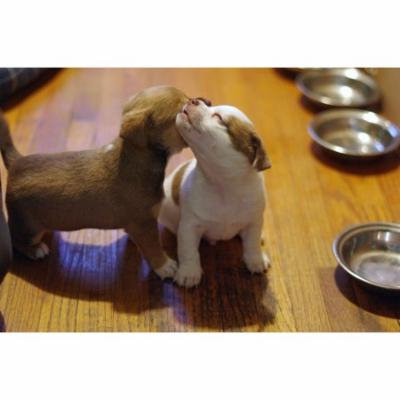 LAMINATED POSTER Dog Breed Little Small Pets Puppies Cute Poster Print 24 x 36