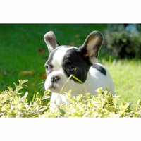 LAMINATED POSTER Dog Canine Small Pet Domestic Puppy Adorable Poster Print 24 x 36
