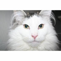Laminated Poster Pet Kitten Cute Cat Cat Portrait Sweet Animal Poster Print 24 x 36