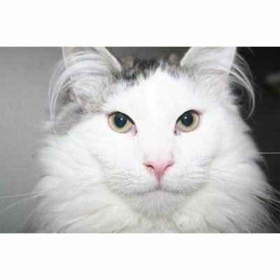 Laminated Poster Pet Kitten Cute Cat Cat Portrait Sweet Animal Poster Print 24 x 36