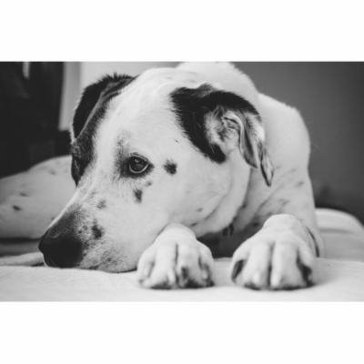 LAMINATED POSTER Pet Puppy Black And White Dog Animal Poster Print 24 x 36