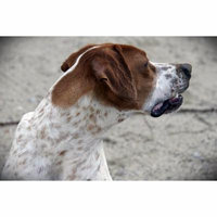 LAMINATED POSTER Pet Animals Animal Dog Hunting Dog Poster Print 24 x 36