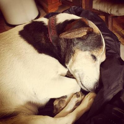 LAMINATED POSTER Pet Jack Russell Animal Dog Small Dog Poster Print 24 x 36