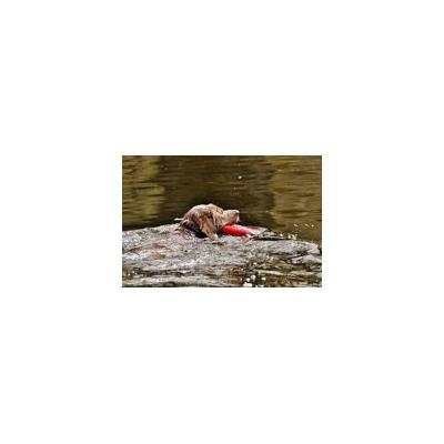 Laminated Poster Cute Funny Water Animal Swim Dog Pet Wet Poster Print 24 x 36