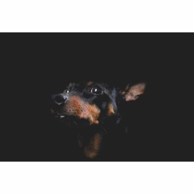 LAMINATED POSTER Cute Canine Portrait Pet Dog Artistic Hound Poster Print 24 x 36