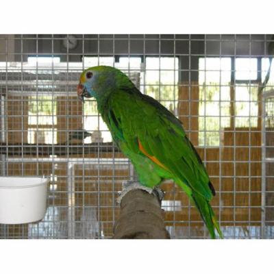 Laminated Poster Pet Small Parrot Parakeet Cage Birds Green Poster Print 24 x 36