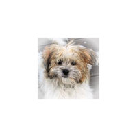LAMINATED POSTER Wildlife Photography Small Dog Terrier Pet Dog Poster Print 24 x 36