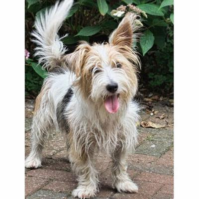 Laminated Poster Terrier Companion Pet Westland Terrier Animal Dog Poster Print 24 x 36